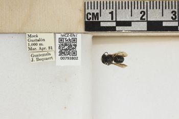 Media type: image;   Entomology 793802 Aspect: Labels